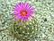 Linh Cactus's Avatar